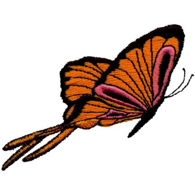 Picture of Butterfly