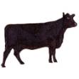 Picture of Black Angus Machine Embroidery Design