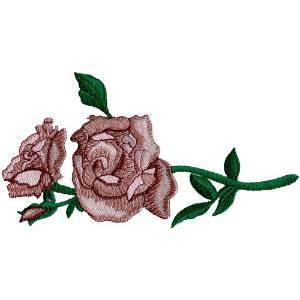 Picture of Roses
