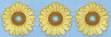 Picture of Yellow Daisy Border Machine Embroidery Design