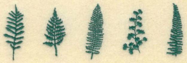 Picture of Row Of Ferns Machine Embroidery Design