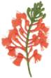 Picture of Fringed Orchid Machine Embroidery Design