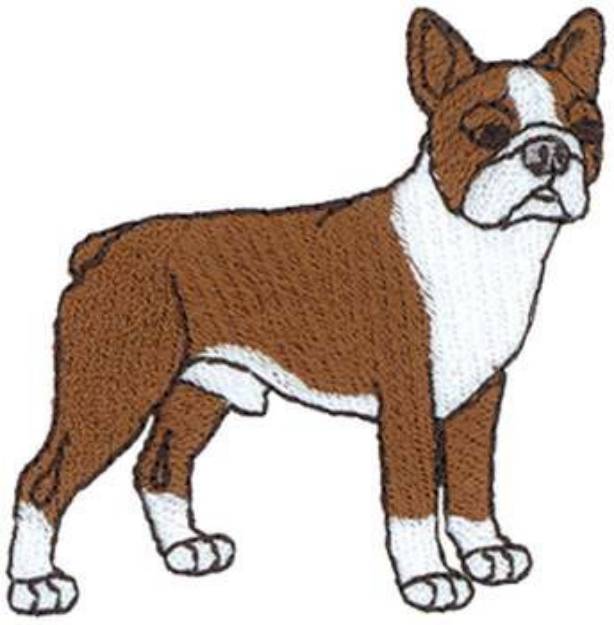 Picture of Boston Terrier Machine Embroidery Design