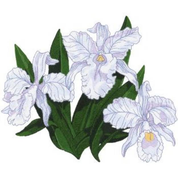 Picture of Cattleya Orchids Machine Embroidery Design