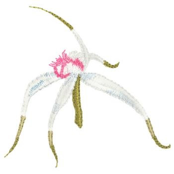 Spider Orchid Machine Embroidery Design