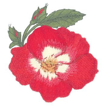 Cherry Meidiland Rose Machine Embroidery Design