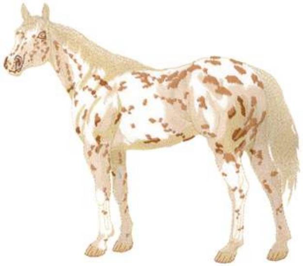 Picture of Appaloosa Machine Embroidery Design