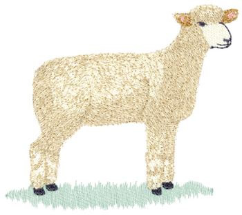 Show Sheep Machine Embroidery Design