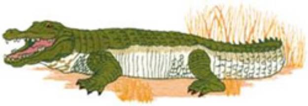 Picture of Alligator Machine Embroidery Design