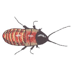 Hissing Cockroach Machine Embroidery Design