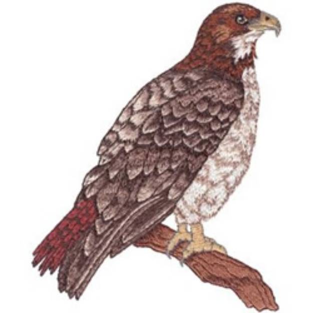 Picture of Red-tailed Hawk Machine Embroidery Design