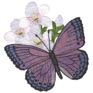 Picture of Asterope Pechvelli Machine Embroidery Design