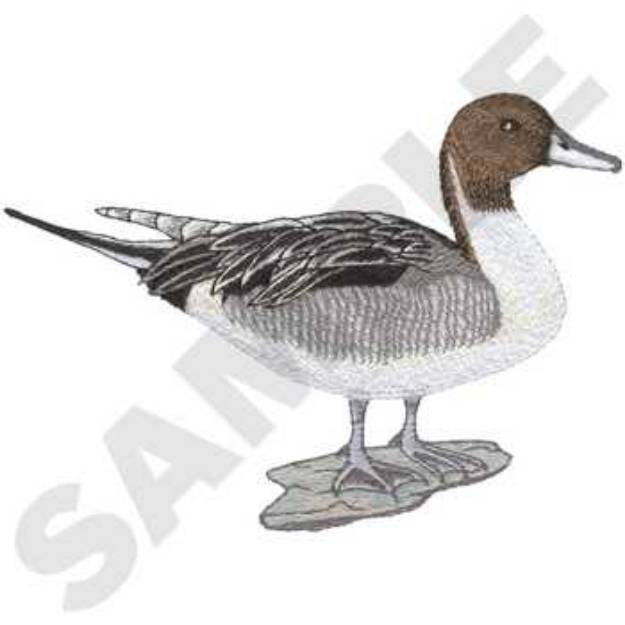 Picture of Pintail Machine Embroidery Design