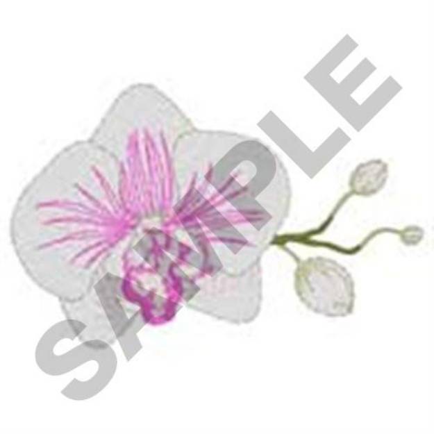 Picture of Phalaenopsis Orchid Machine Embroidery Design