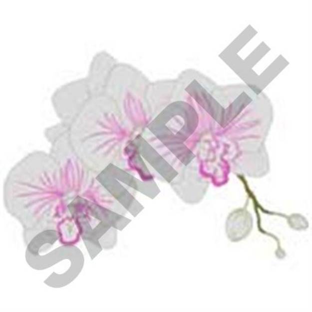 Picture of Phalaenopsis Orchid Machine Embroidery Design