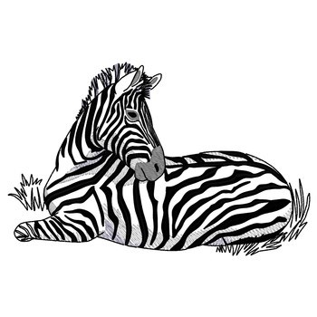 Zebra Lying Down Machine Embroidery Design