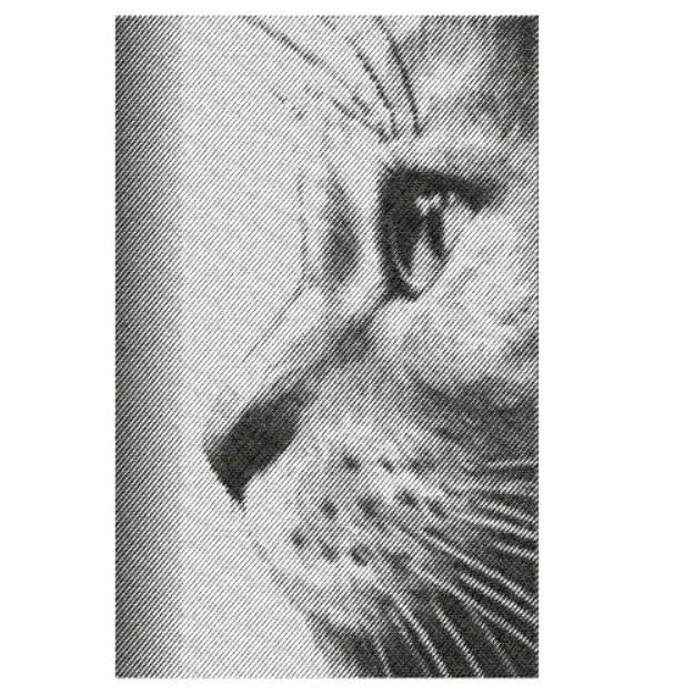 Picture of CAT PORTRAIT Machine Embroidery Design