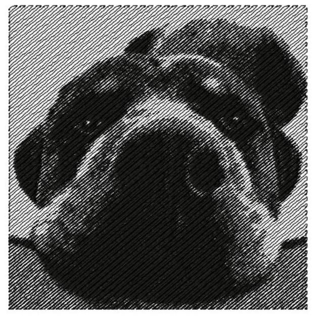 Picture of ROTTWEILER FACE Machine Embroidery Design