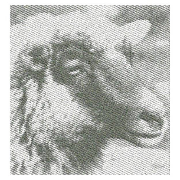 Picture of SHEEP HEAD Machine Embroidery Design