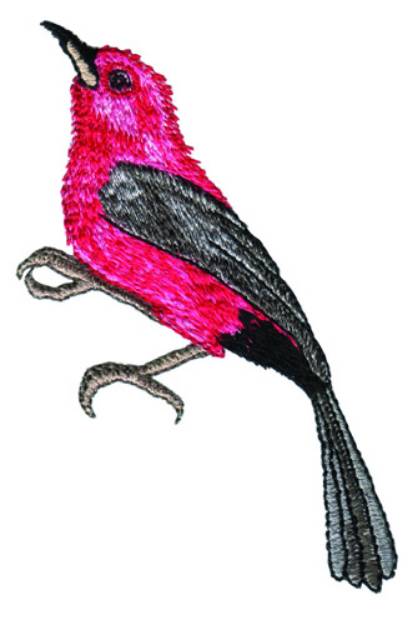 Picture of Red & Black Bird Machine Embroidery Design