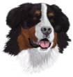 Picture of Bernese Mountain Dog SVG File