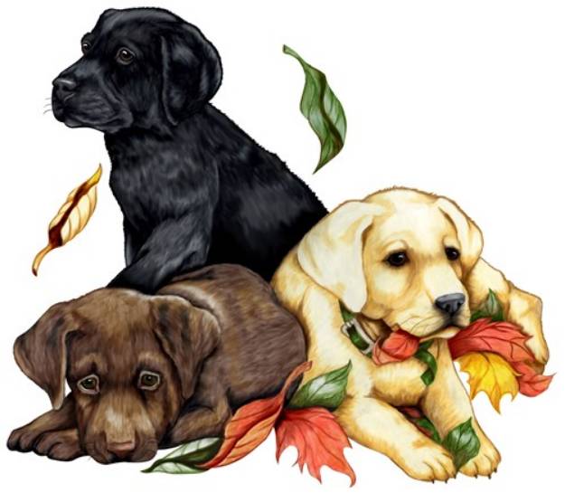 Picture of Lab Puppies