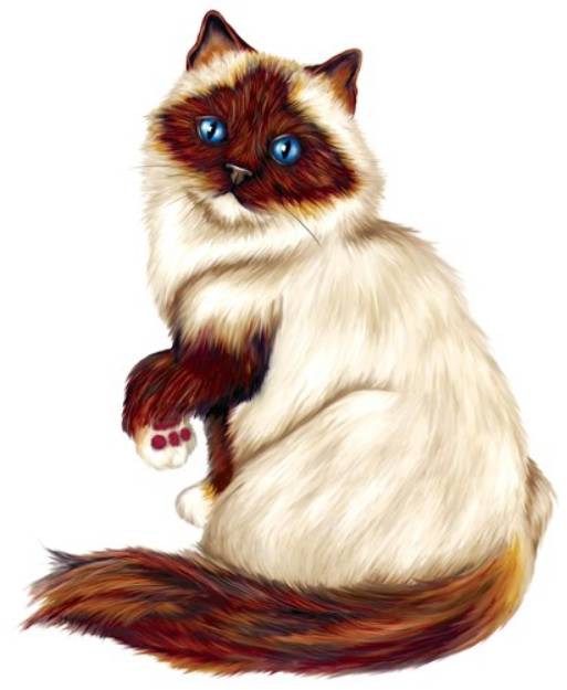 Picture of Ragdoll Cat
