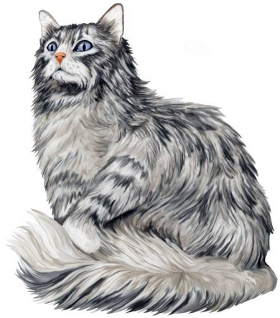 Picture of Norwegian Forest Cat