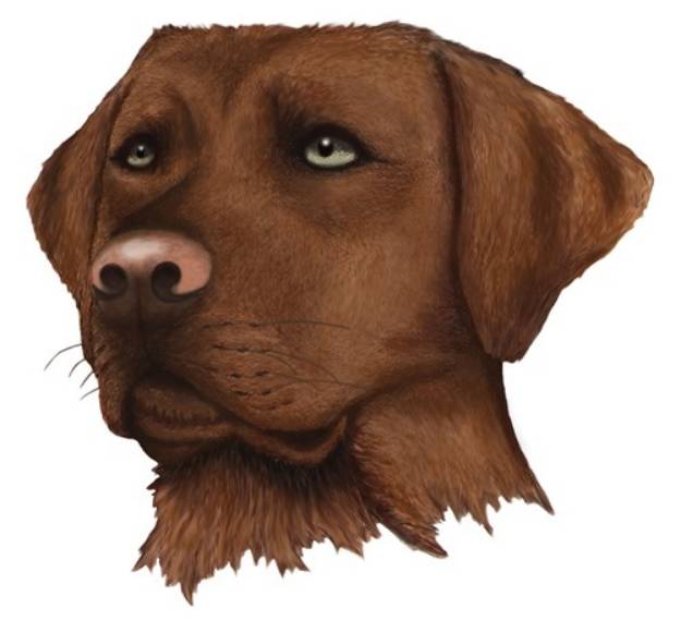 Picture of Chocolate Lab SVG File