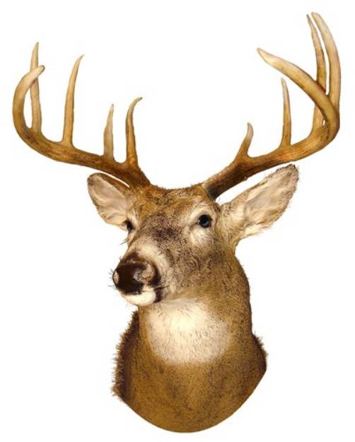Picture of White Tail Buck SVG File