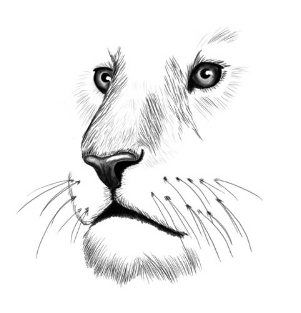 Picture of Lion Face (line) SVG File
