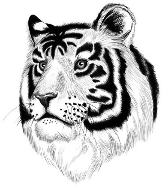Picture of Tiger (line) SVG File