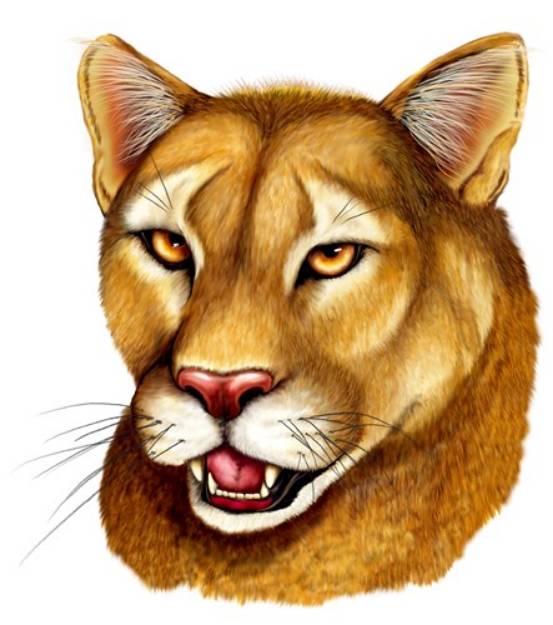 Picture of Mountain Lion SVG File