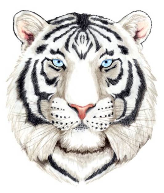 Picture of White Tiger SVG File