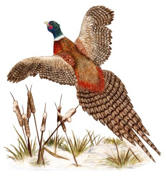 Picture of Flying Pheasant SVG File