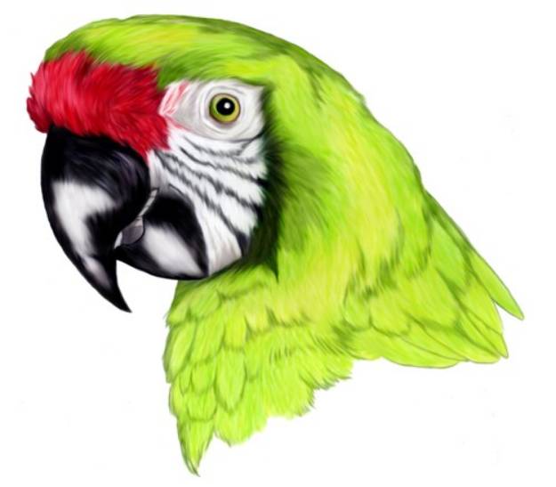 Picture of Military Macaw SVG File