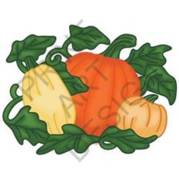 Picture of Thanksgiving Squash SVG File