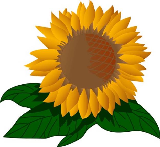 Picture of Sunflower   SVG File