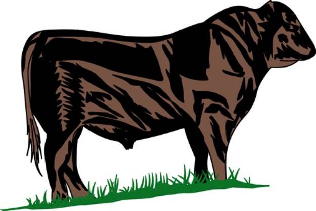 Picture of Black Angus Steer SVG File