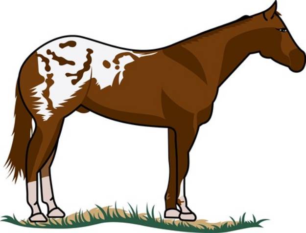 Picture of Appaloosa SVG File