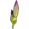 Picture of Iris Buds SVG File