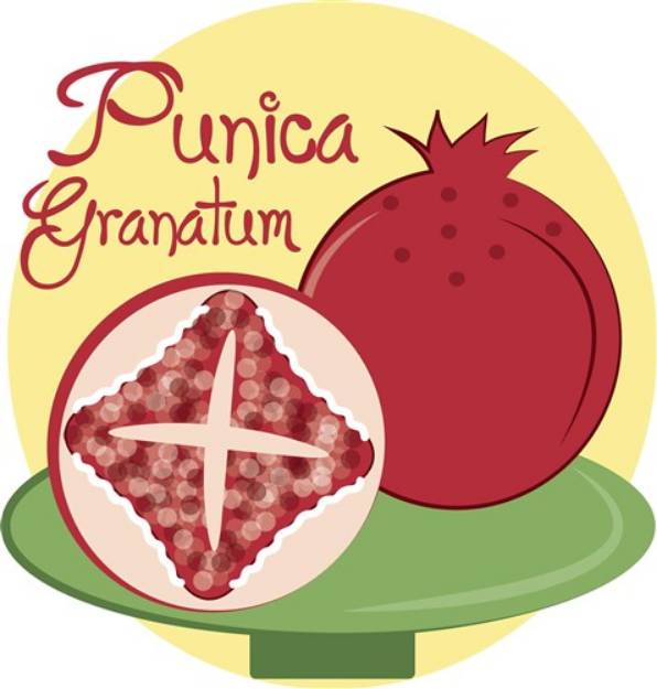 Picture of Punica Granatum SVG File