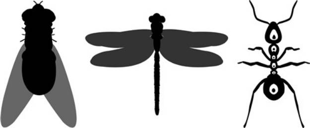 Picture of Three Bugs SVG File