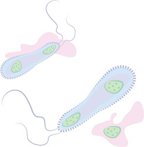 Picture of Microscopic Cells SVG File