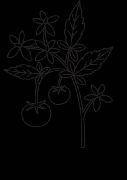 Picture of Farmhouse Tomato Vine SVG File