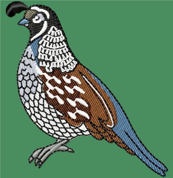 Picture of Quail for Hat