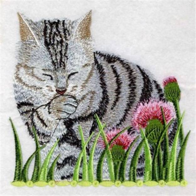 Picture of American Shorthair Machine Embroidery Design