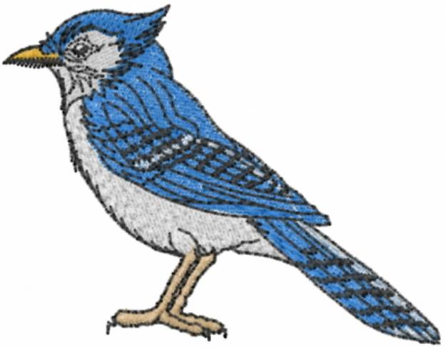 Picture of Blue Jay