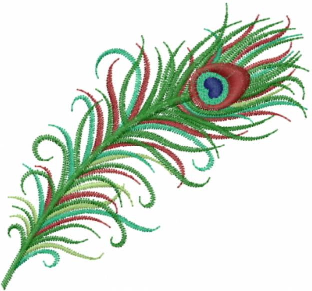 Picture of Peacock Feather