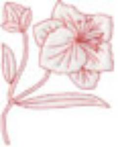 Picture of Gladiolus Redwork - Single Machine Embroidery Design